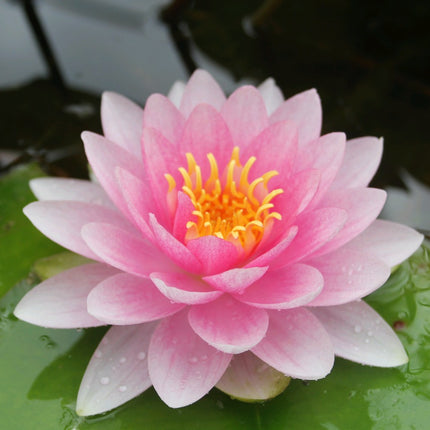 Nymphaea Darwin (Hollandia)