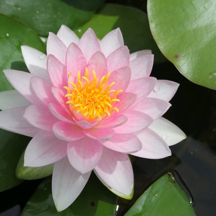 Nymphaea Darwin (Hollandia)
