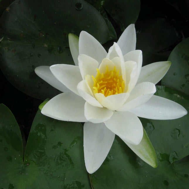 Nymphaea Gladstoniana