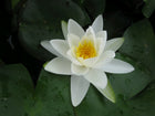 Nymphaea Gladstoniana