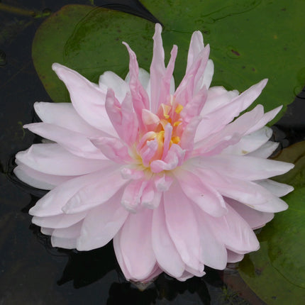 Nymphaea Gloire de Temple Sur Lot
