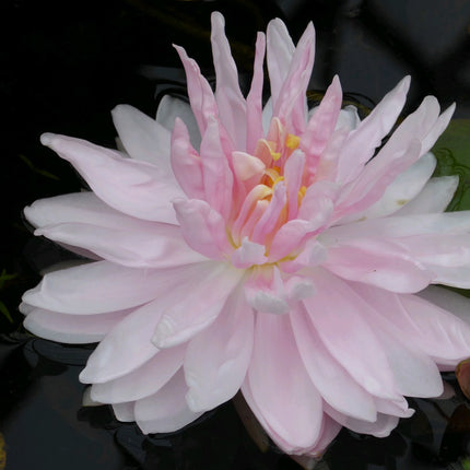 Nymphaea Gloire de Temple Sur Lot