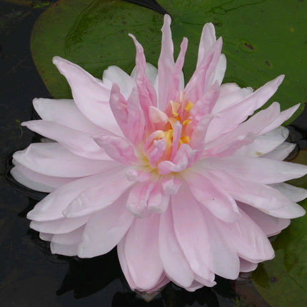 Nymphaea Gloire de Temple Sur Lot