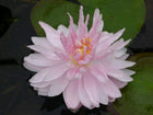 Nymphaea Gloire de Temple Sur Lot