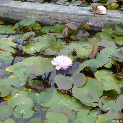 Nymphaea Gloire de Temple Sur Lot