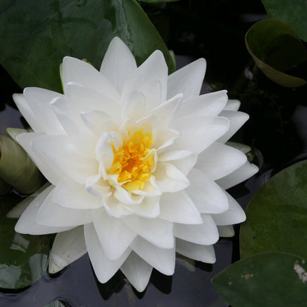 Nymphaea Gonnere