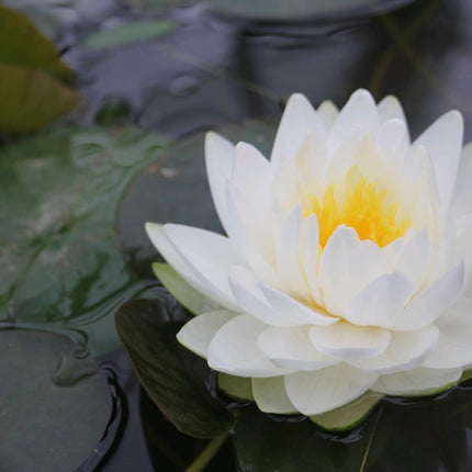 Nymphaea Gonnere
