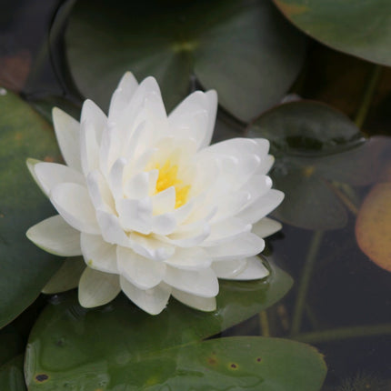 Nymphaea Gonnere