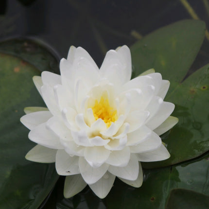 Nymphaea Gonnere