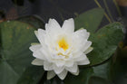 Nymphaea Gonnere