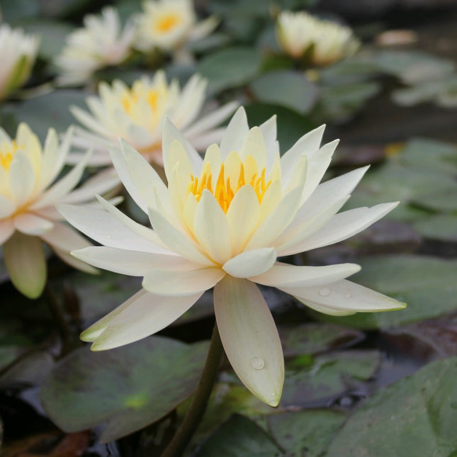 Nymphaea Inner Light