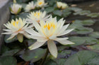Nymphaea Inner Light