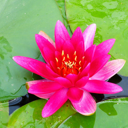 Nymphaea James Brydon