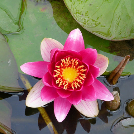Nymphaea James Brydon