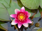 Nymphaea James Brydon