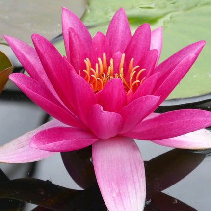 Nymphaea James Brydon