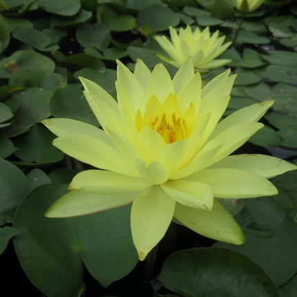 Nymphaea Joey Tomocik