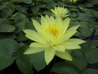 Nymphaea Joey Tomocik