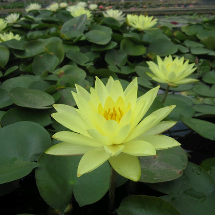 Nymphaea Joey Tomocik