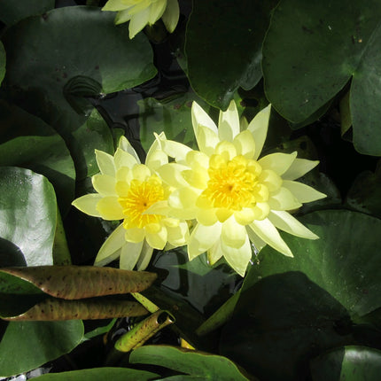 Nymphaea Joey Tomocik