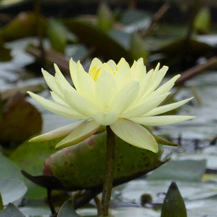 Nymphaea Joey Tomocik