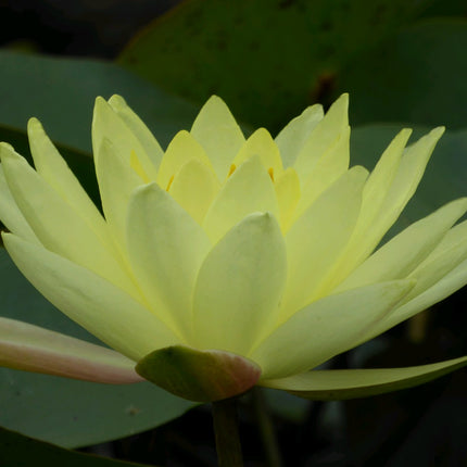 Nymphaea Joey Tomocik