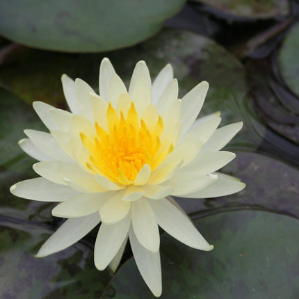 Nymphaea Lemon Mist