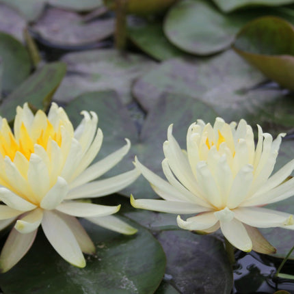 Nymphaea Lemon Mist