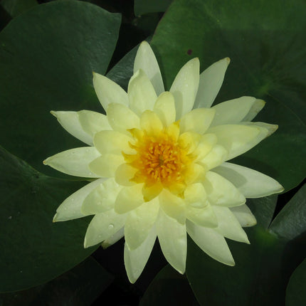 Nymphaea Lemon Mist