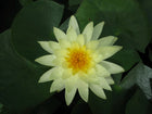 Nymphaea Lemon Mist