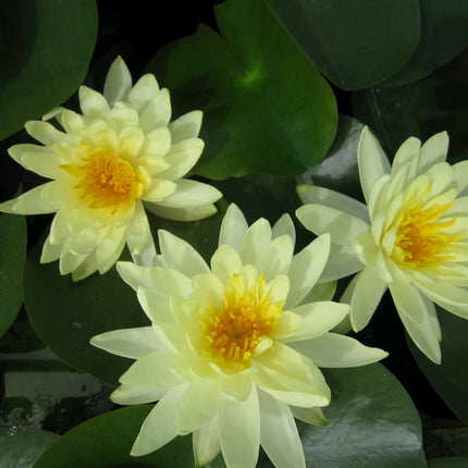 Nymphaea Lemon Mist
