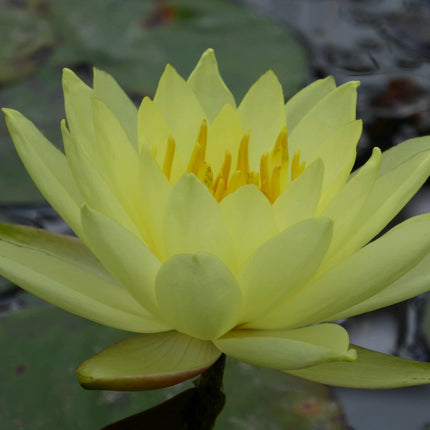 Nymphaea Lemon Mist