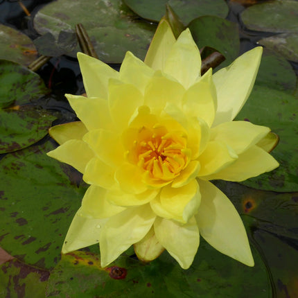 Nymphaea Lemon Mist