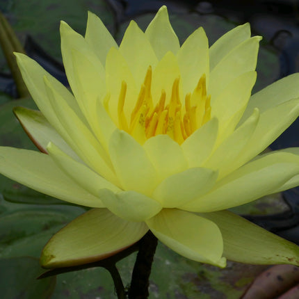 Nymphaea Lemon Mist