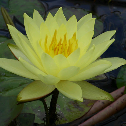 Nymphaea Lemon Mist