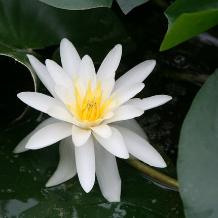 Nymphaea Marliacea Albida