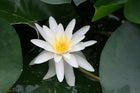 Nymphaea Marliacea Albida