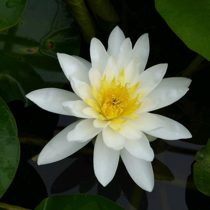 Nymphaea Marliacea Albida