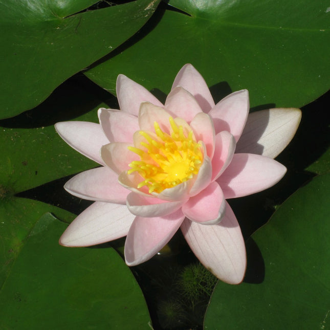 Nymphaea Marliacea Carnea