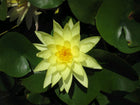 Nymphaea Marliacea Chromatella