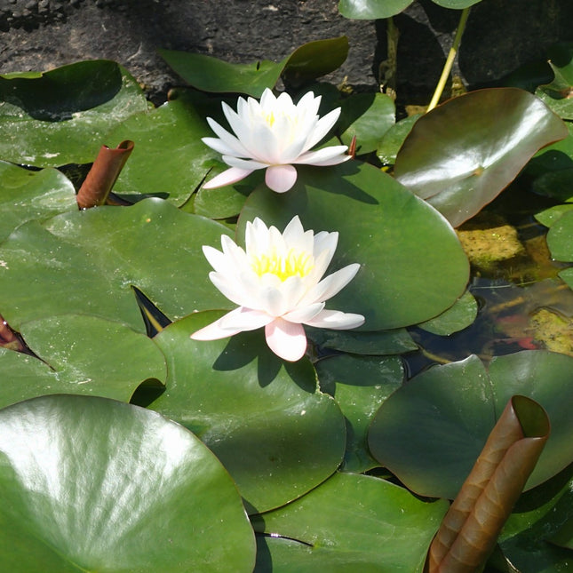 Nymphaea Marliacea Rosea