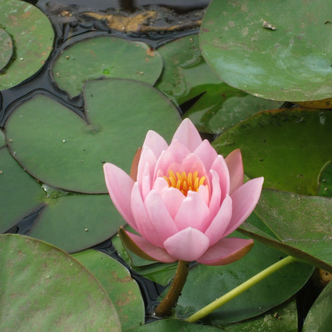 Nymphaea Marliacea Rosea