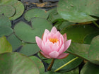 Nymphaea Marliacea Rosea