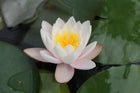 Nymphaea Marliacea Carnea