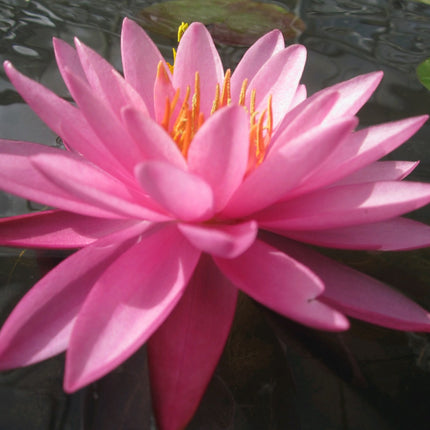 Nymphaea Mayla