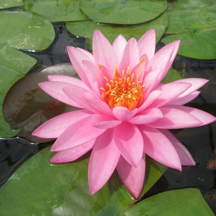 Nymphaea Mayla