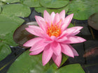 Nymphaea Mayla