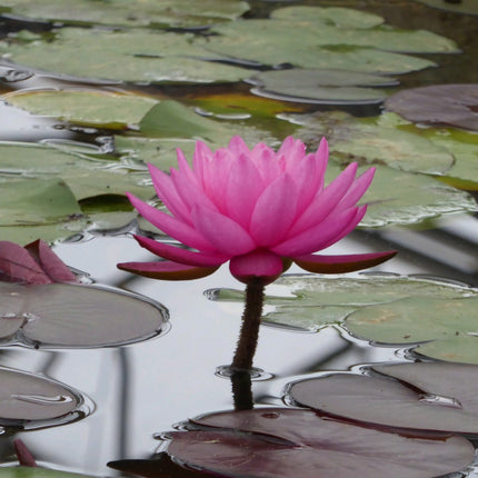 Nymphaea Mayla