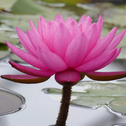 Nymphaea Mayla
