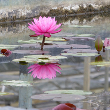 Nymphaea Mayla
